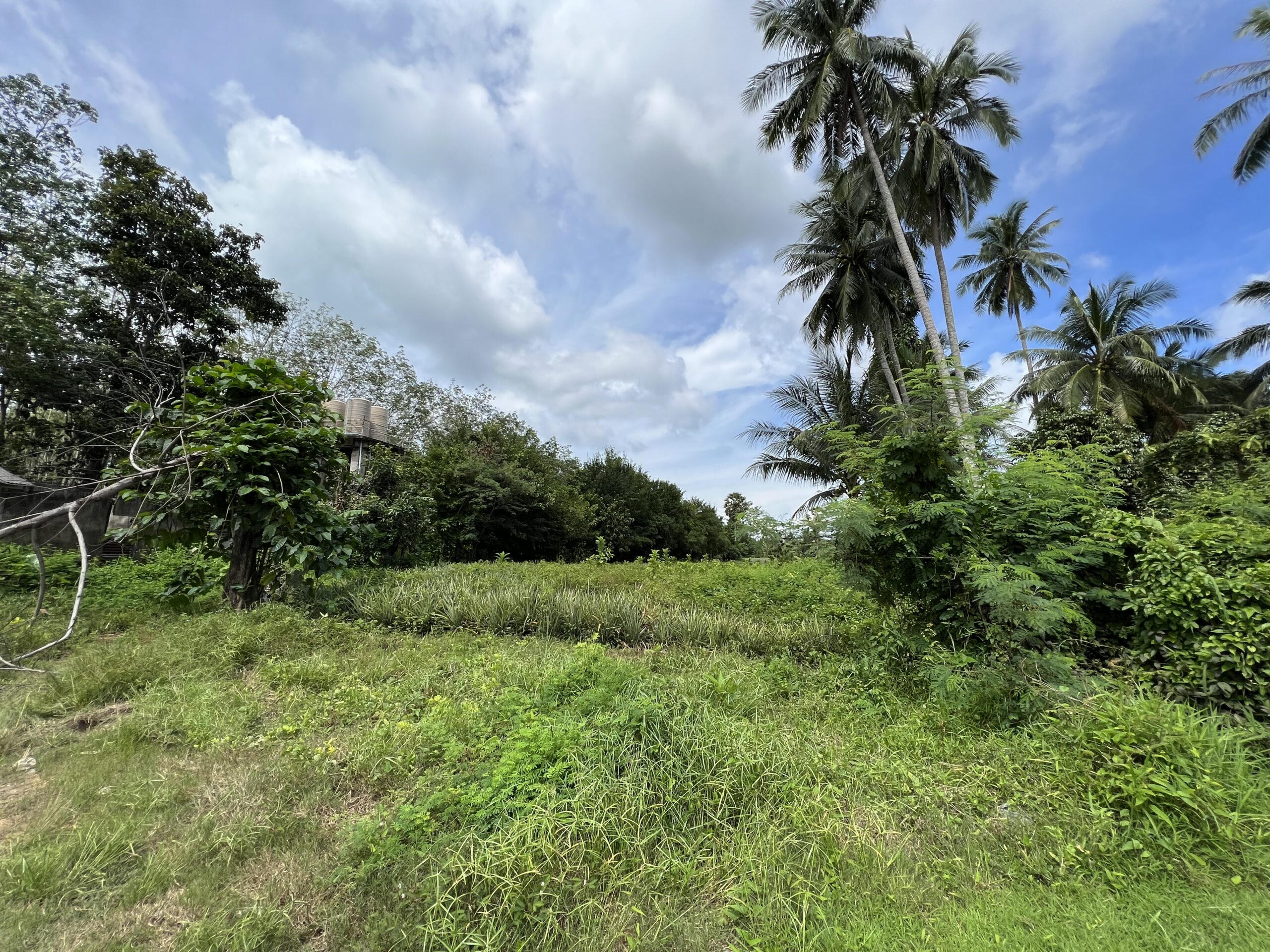 Land for sale 5.5 rai near Mission Hill golf course Phuket