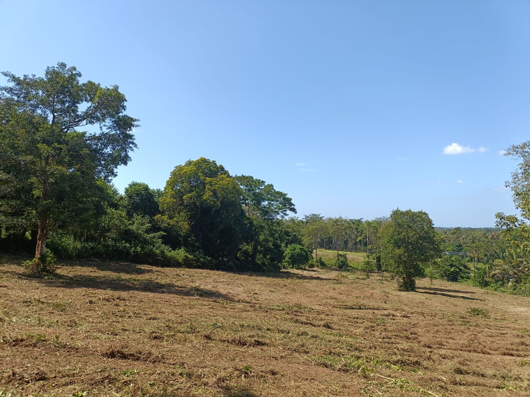 Land for sale 7 rai near Mai Khao beach